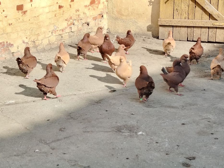 Vând porumbei rasa king