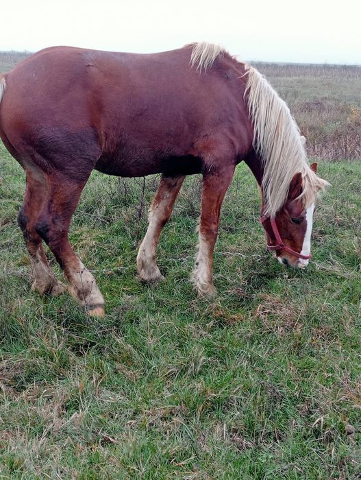 Armăsar de vânzare!