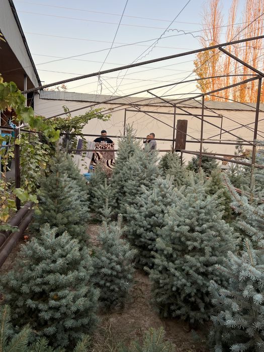 Archa Galubaya El Sotuvda