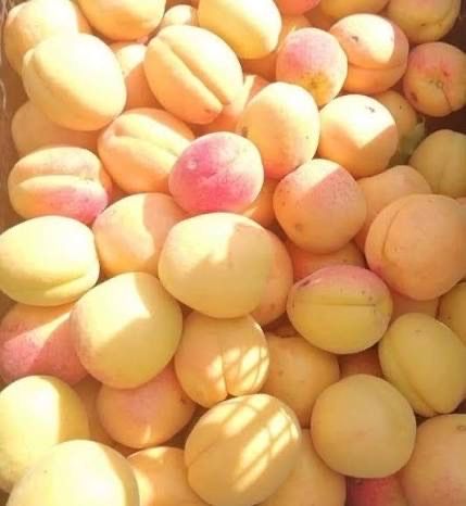 Продавам кайсия за ракия