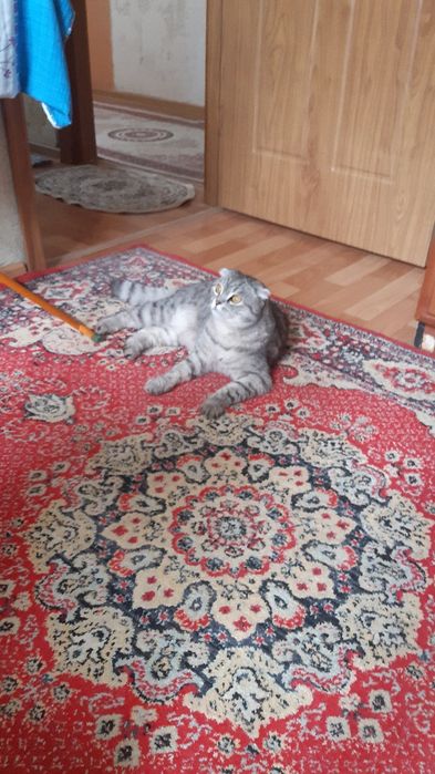 Продам шотландский кот