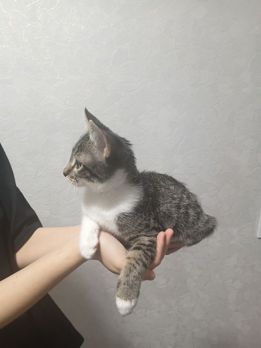 Котейка в добрые руки