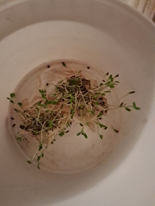 Жоңышқа тұқымы-Семена Люцерны