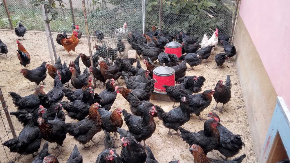 Oua de casa proaspete si naturale la super pret