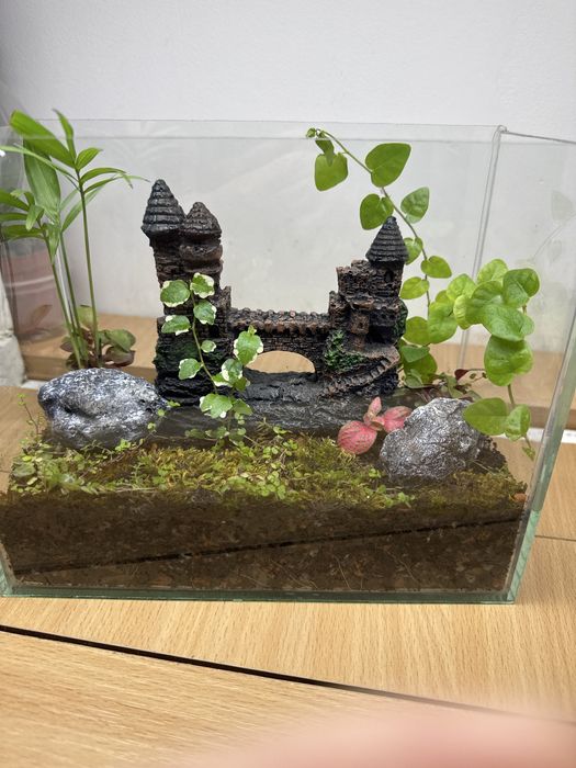 Продам флорариум со мхом !