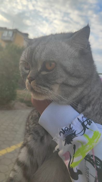 Отдам в добрые руки котика