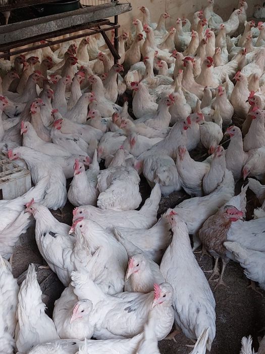 Куры кросс коралл