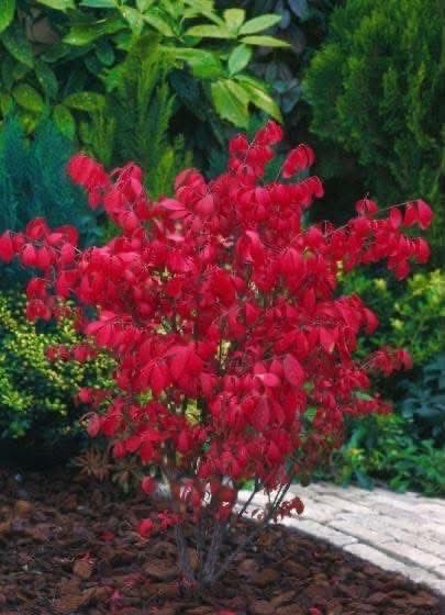 Огнен Храст/ Euonymus alatus