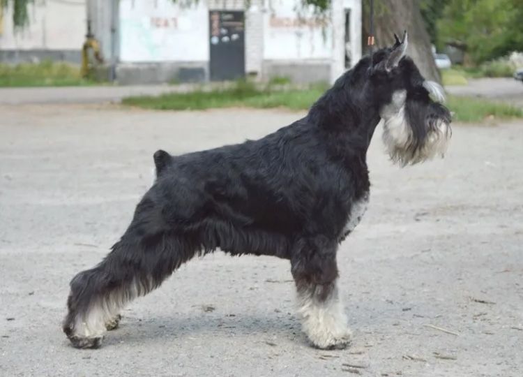 Щенки Цвергшнауцера. Бронь щенков. (29,07,26)