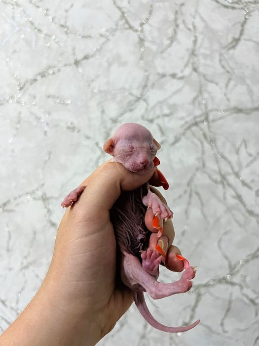 Котята сфинкса мальчики
