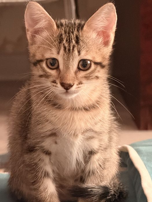 Симпатяжка котенок