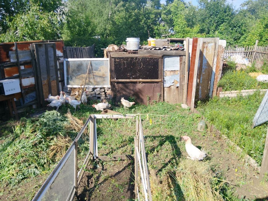 Продам дешево курочек!