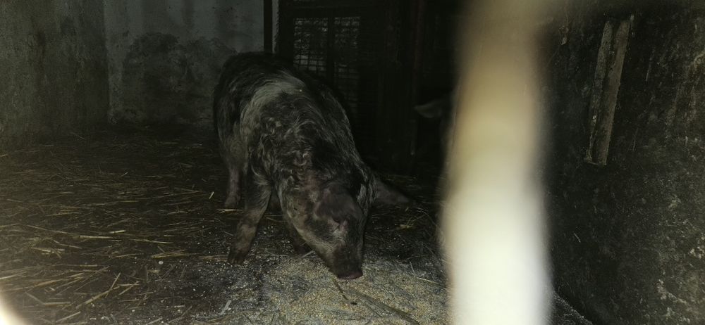 "Oi" de vânzare negociabil