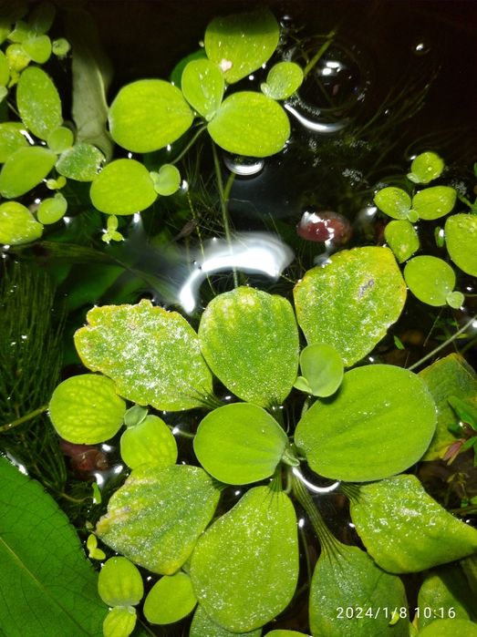 Аквариумни растения, скариди и рибки