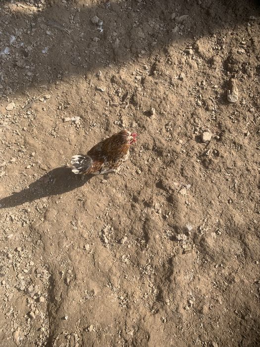 Yapon xoroz sotiladi