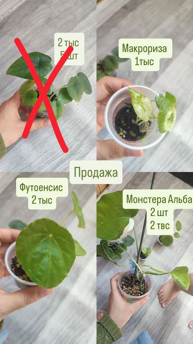 Распродаже комнатных цветов