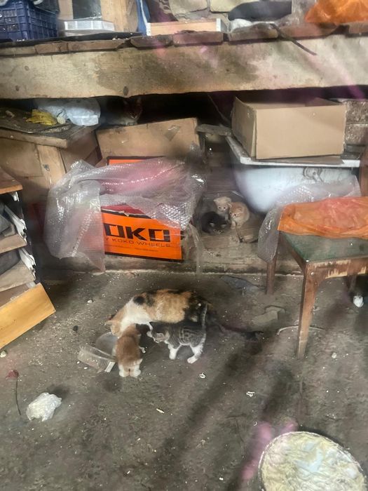 Котята ищут дом и хороших хозяев