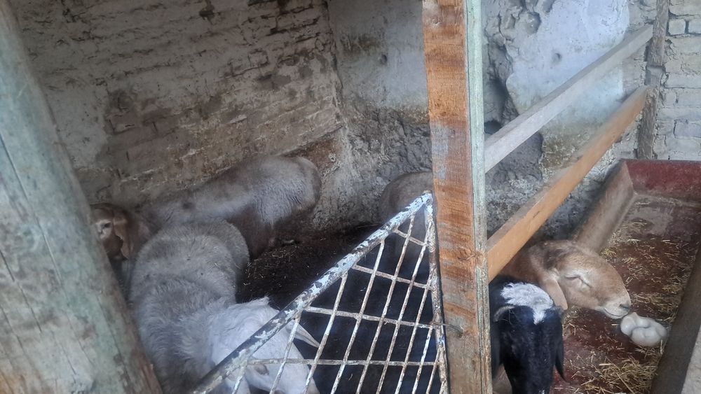 Эхсонга кучкорлар бор фаргона шахарда