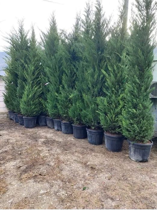 Leylandii chiparos la ghiveci calitate