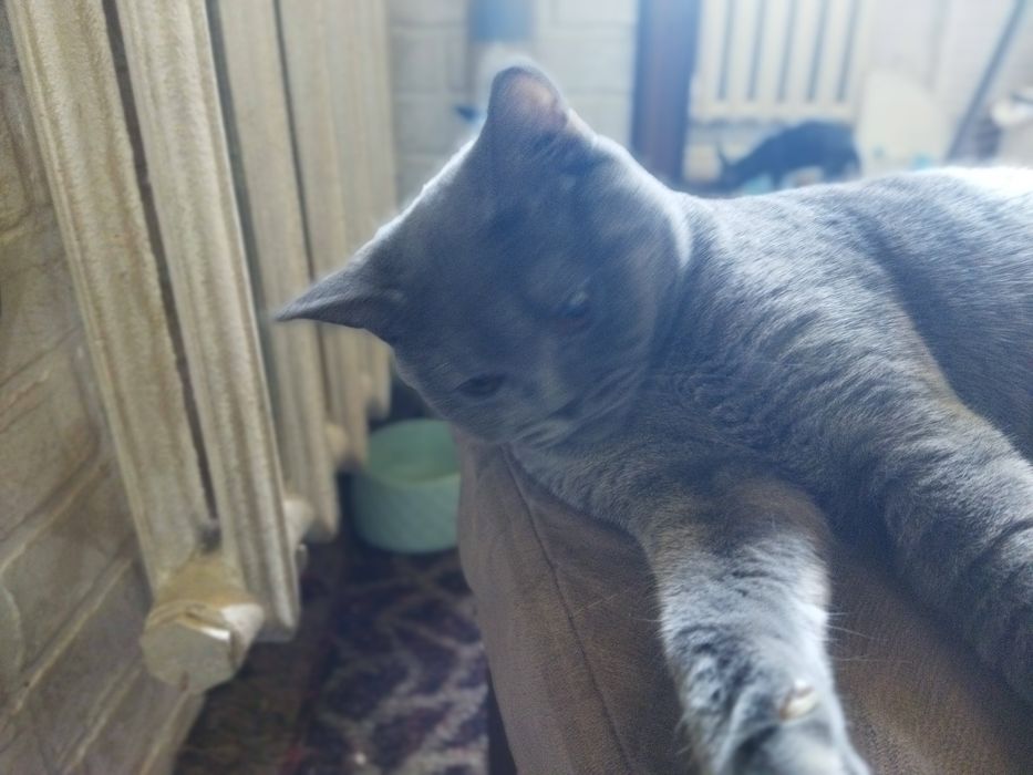Кошка котята шотландская скотиш фолд страйт