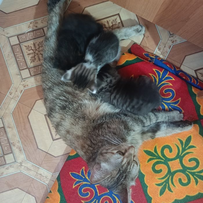 Отдам катят в хорошие руки.