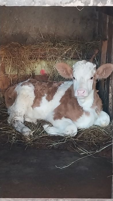 Vițea balțata de vânzare