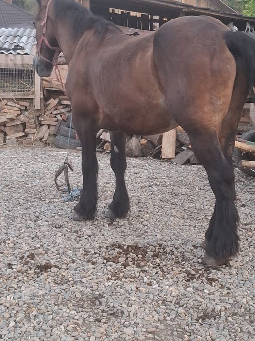 Vand cal de 6 ani