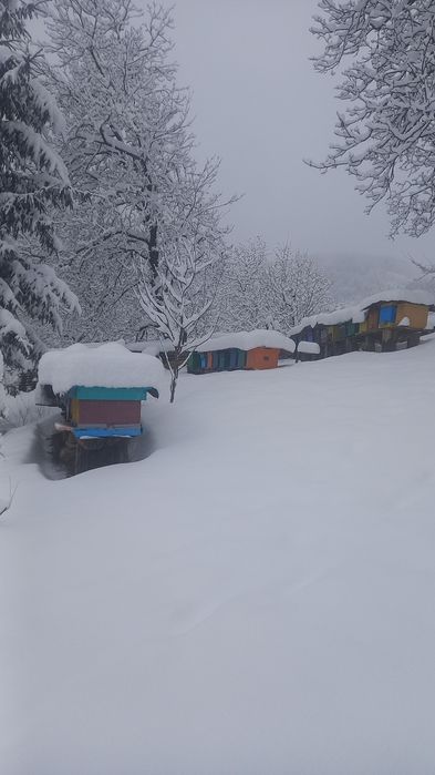 Albine de vînzare la sf lui april