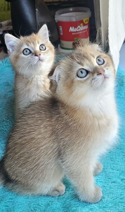 Британски котенца