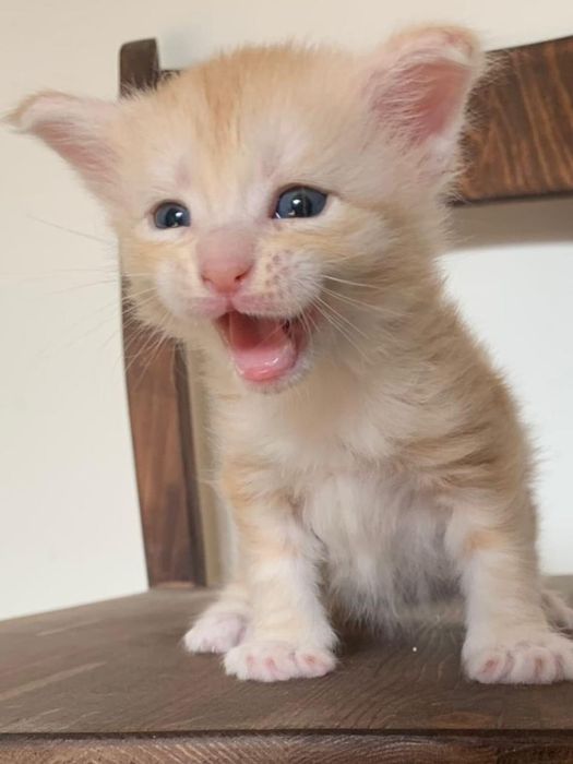 Кремовый мальчик мейнкун (с родословной)