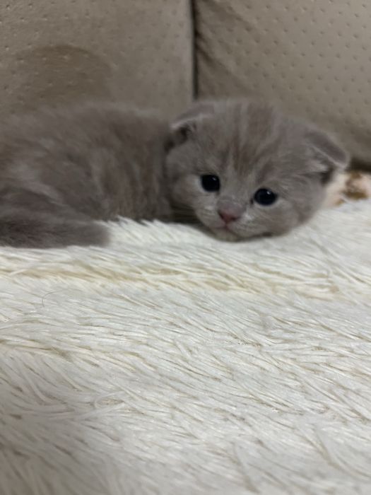 Котят Британские