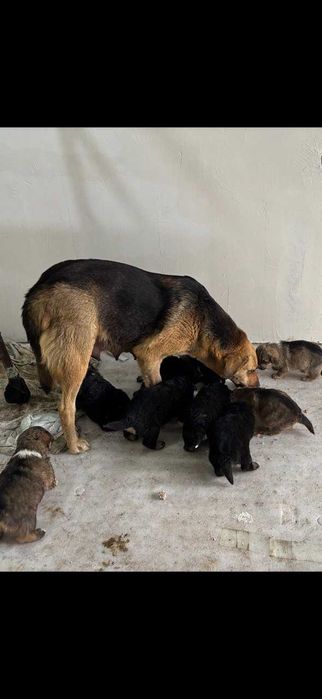 Продаются щенки город Ташкент Ташкентская область