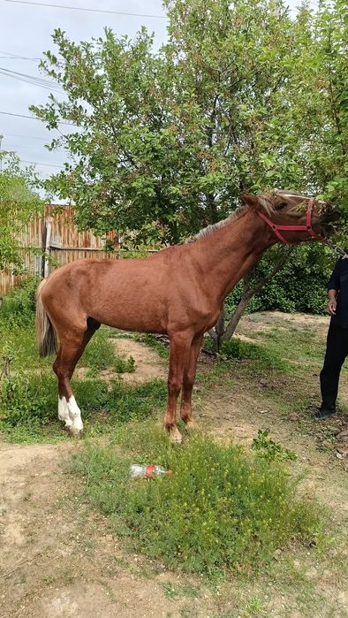 Асыл тұқымды жылқы сатылады.