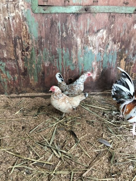 Карлики бентамка ситцевые