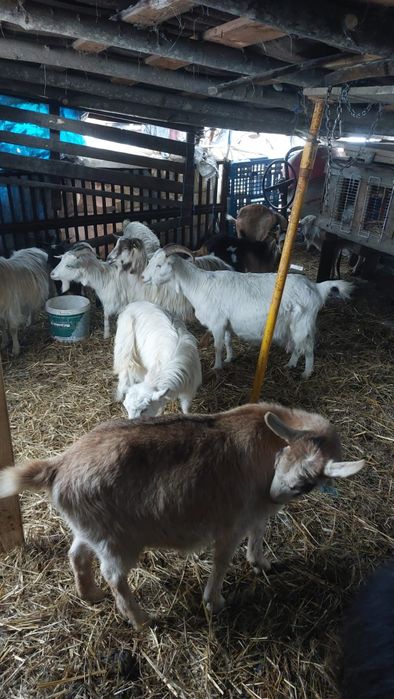 Capre de mai multe rase!