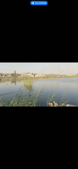 Рыба сазан, рыбалка. Топчан мангал.