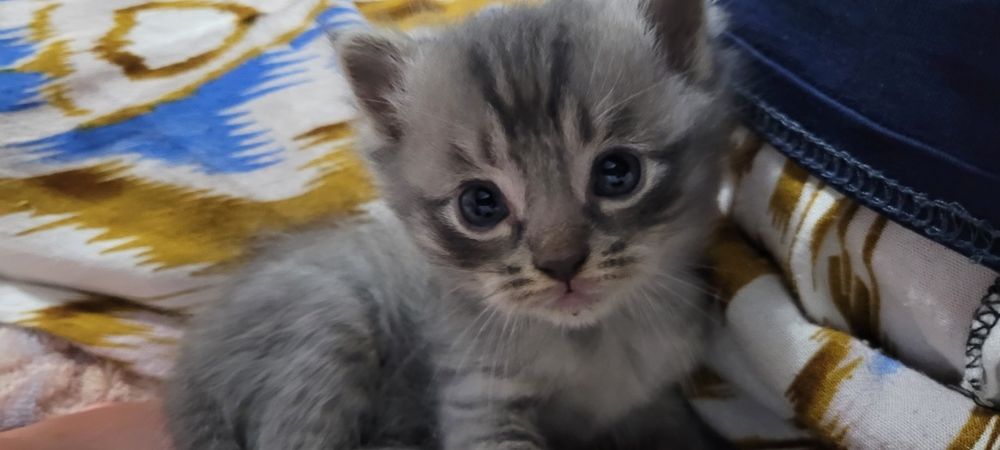 Очаровательный котёнок ищет хозяев