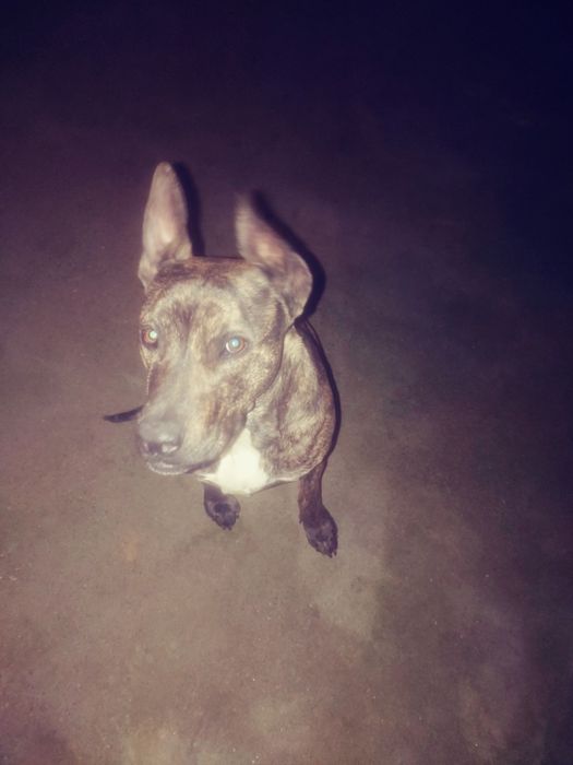 собака лабрадор кавказ