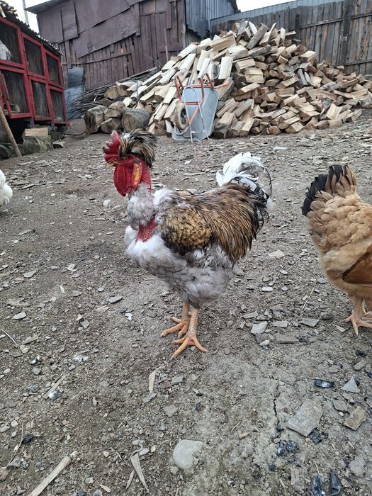 Cocoș golaș moțat