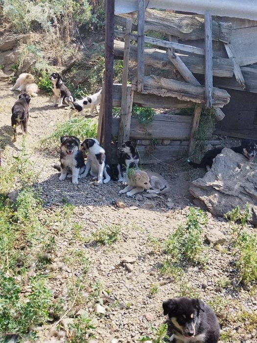 Отдам Щенков в добрые руки
