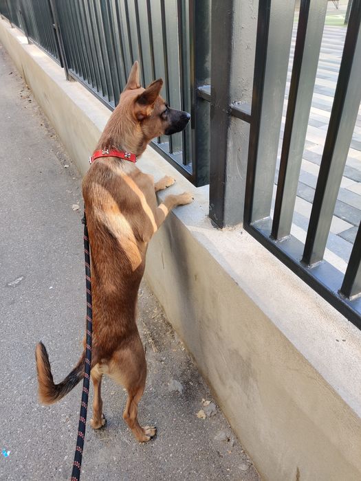 Donez Cățel talie Medie Metis