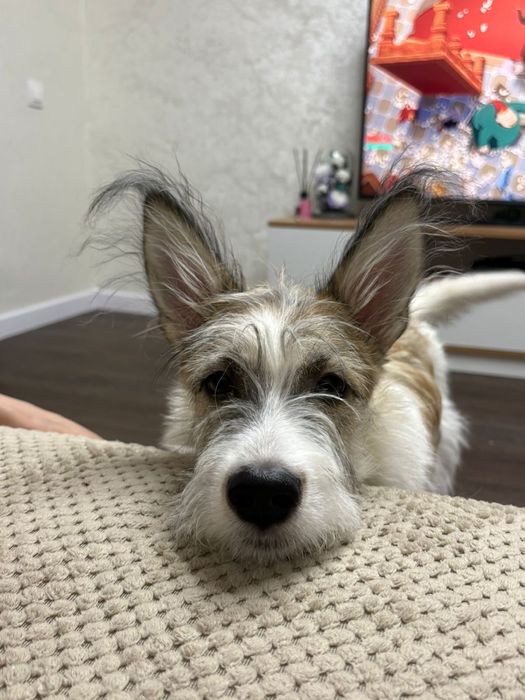 Отдам молодого кобеля