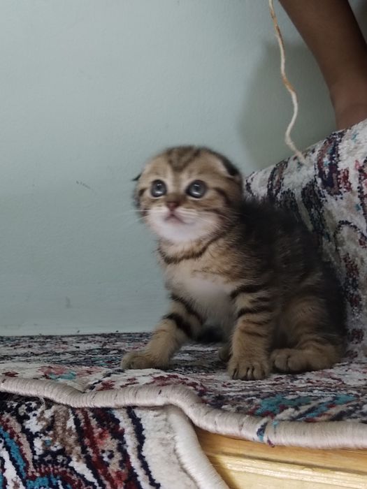 Bengal mushukchalar sotiladi