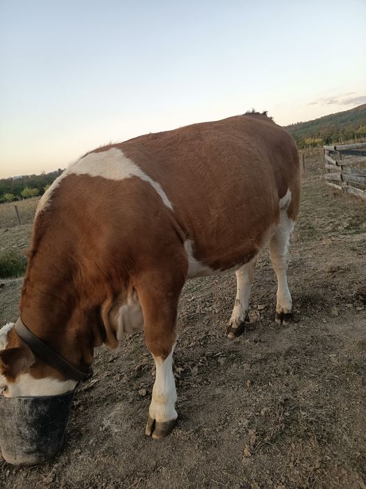 Vând 3 vaci foarte bune de lapte și o vitea de 1 an și 2 luni