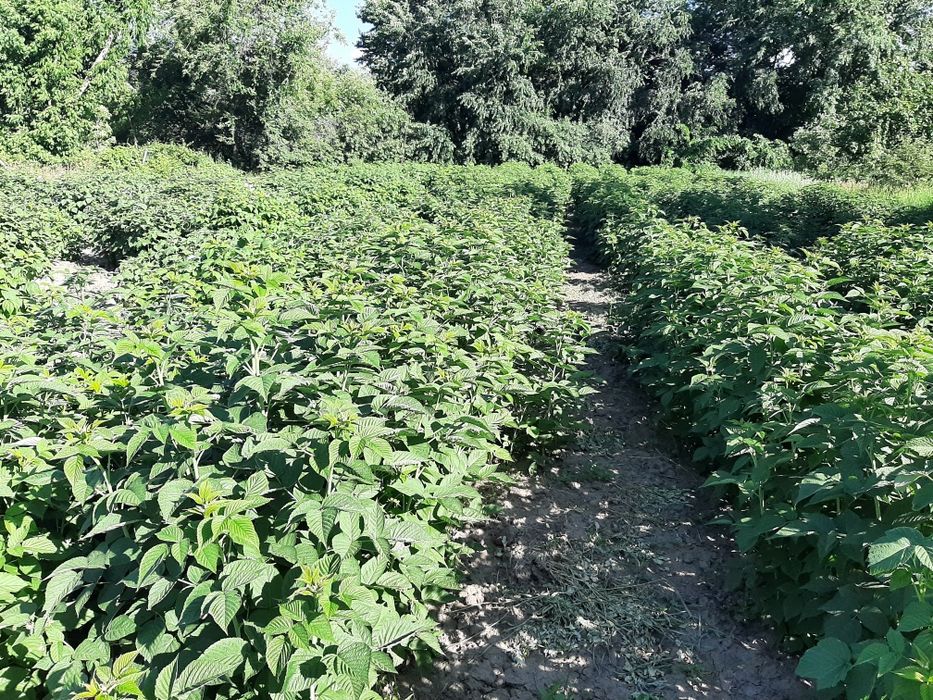 Ремонтантная малина