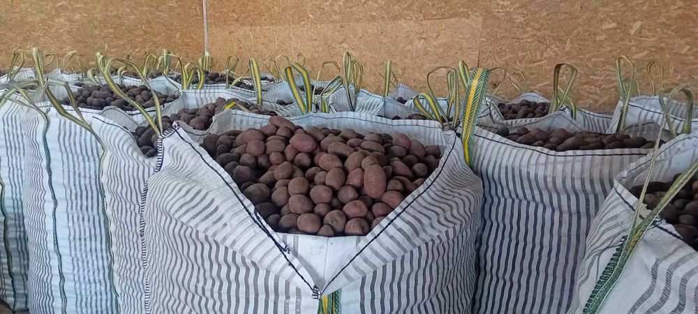 Cartofi consum 60 bani pe kg