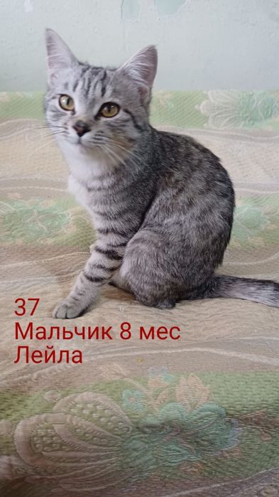 Отдам в добрые руки котят и кошек.