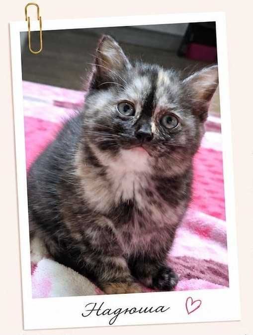 Кошечка 3 месяца, Привезем сами.