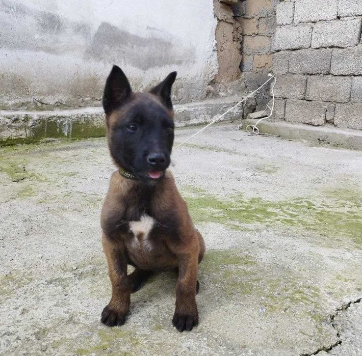 Zudlik bilan Belgiyalik ovcharka (Malinois) kuchukchasi sotiladi!