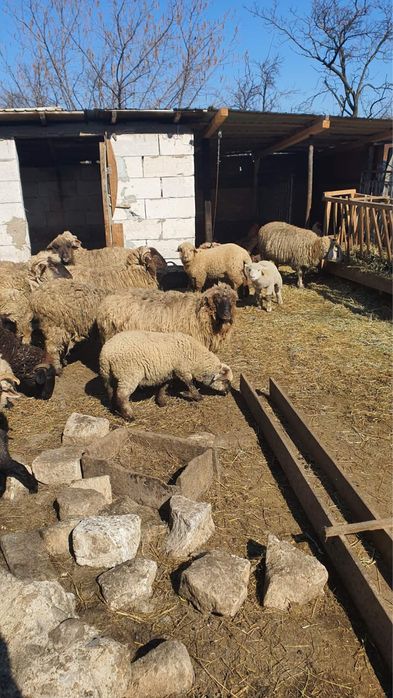 Vand 10 oi tinere cu miei si un berbec